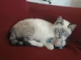 Bonequinho
