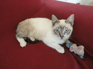 Gato raça SRD idade 2 a 6 meses nome Bonequinho