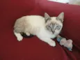 Bonequinho