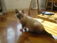Bonequinho