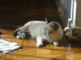 Bonequinho