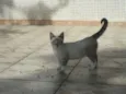 Bonequinho