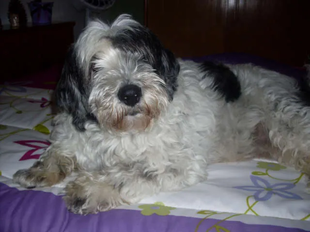 Cachorro ra a SRD idade 3 anos nome Marley