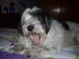 Marley