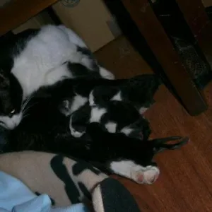 Gato raça SRD idade Abaixo de 2 meses nome Filhotes gatinhos