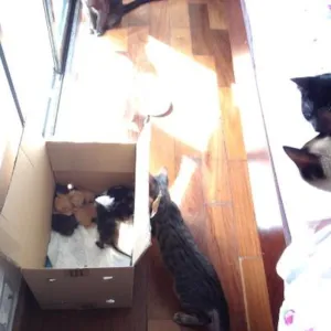 Gato raça SRD idade 2 a 6 meses nome Sem nome