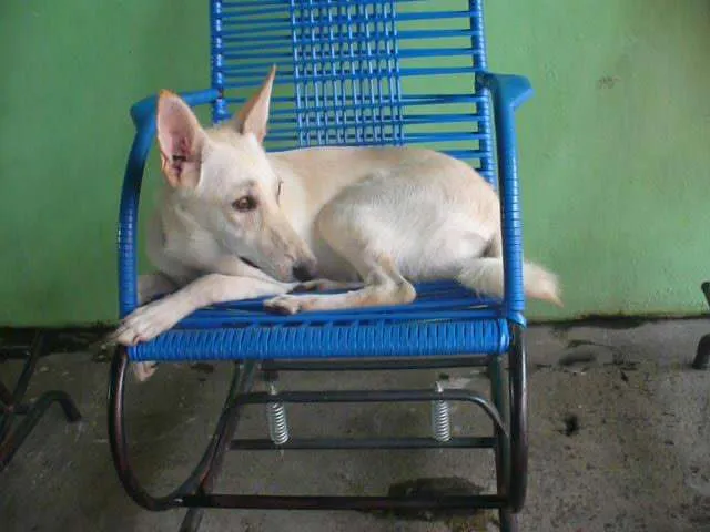 Cachorro raça Mestiça de Pastor idade 7 a 11 meses nome LILLY