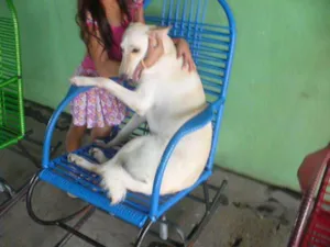 Cachorro raça Mestiça de Pastor idade 7 a 11 meses nome LILLY