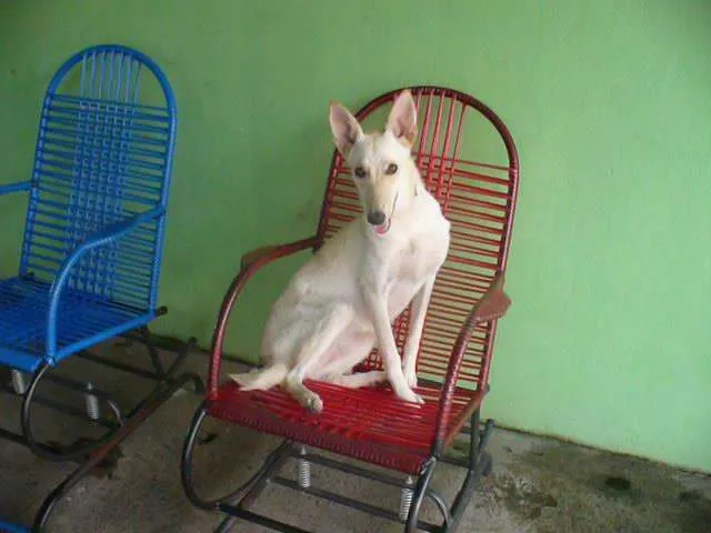 Cachorro raça Mestiça de Pastor idade 7 a 11 meses nome LILLY