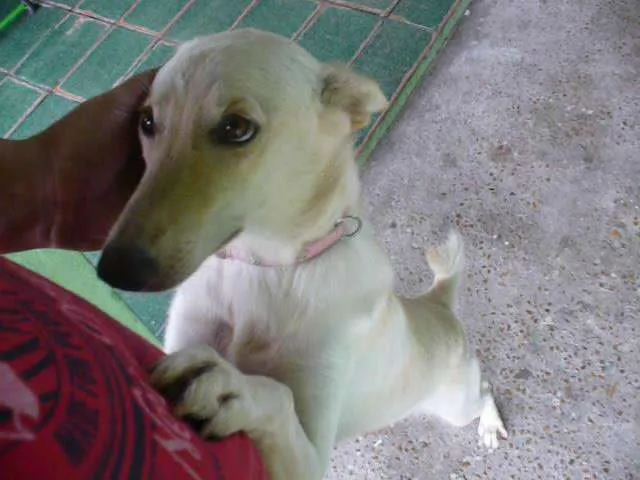 Cachorro raça Mestiça de Pastor idade 7 a 11 meses nome LILLY