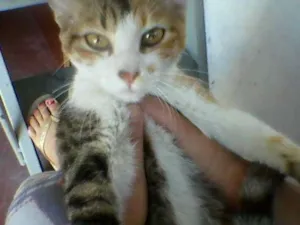 Gato raça  idade 7 a 11 meses nome Sem nome