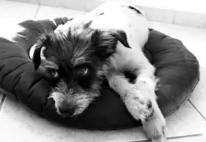 Cachorro raça SRD idade 7 a 11 meses nome Fiapo