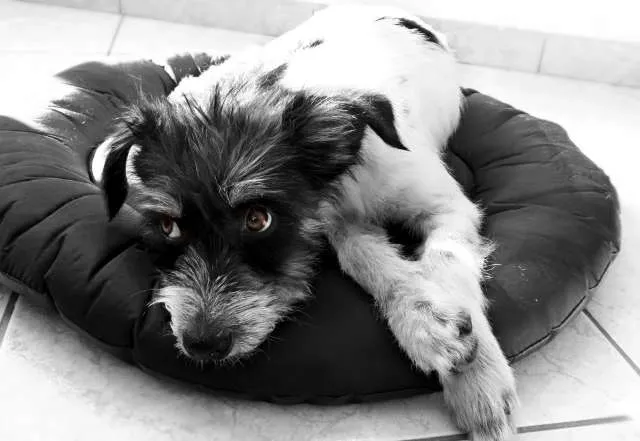 Cachorro ra a SRD idade 7 a 11 meses nome Fiapo