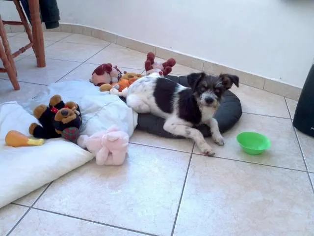 Cachorro ra a SRD idade 7 a 11 meses nome Fiapo