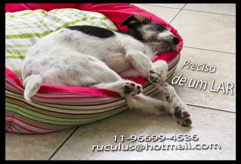 Cachorro ra a SRD idade 7 a 11 meses nome Fiapo