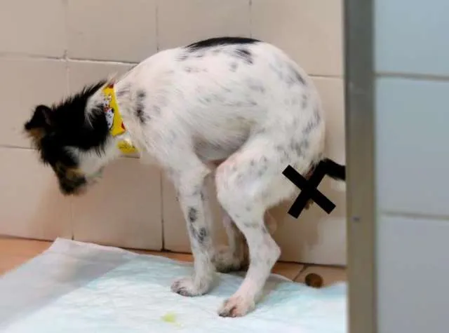 Cachorro ra a SRD idade 7 a 11 meses nome Fiapo