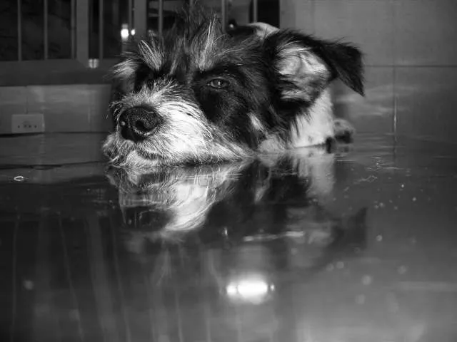 Cachorro ra a SRD idade 7 a 11 meses nome Fiapo