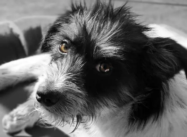 Cachorro ra a SRD idade 7 a 11 meses nome Fiapo