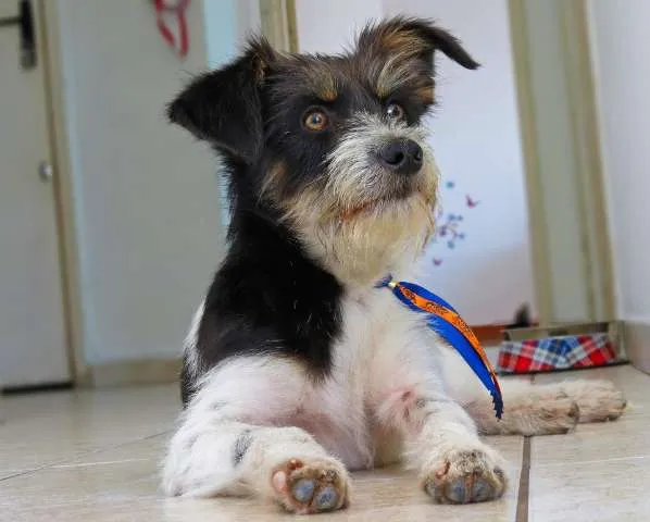 Cachorro ra a SRD idade 7 a 11 meses nome Fiapo