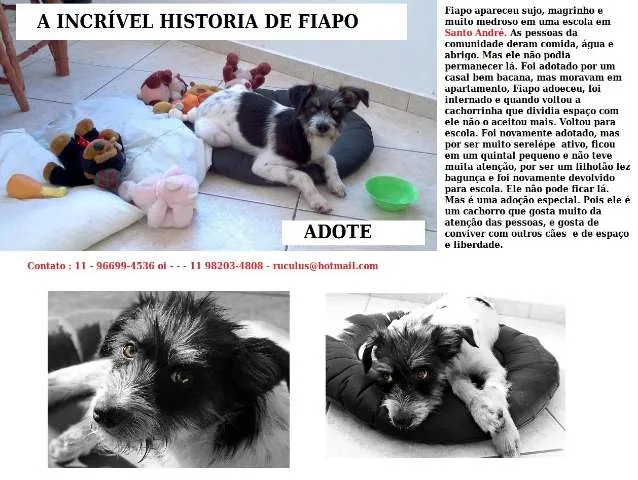 Cachorro ra a SRD idade 7 a 11 meses nome Fiapo