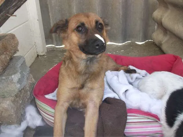 Cachorro ra a SRD idade 1 ano nome Raposinha