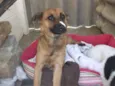 Raposinha