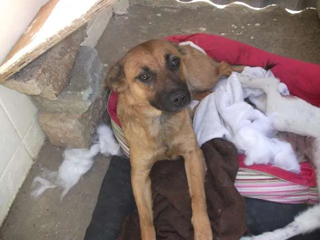 Cachorro ra a SRD idade 1 ano nome Raposinha