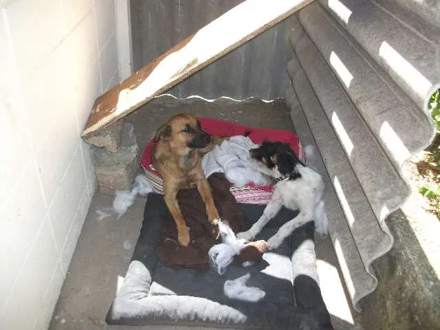 Cachorro ra a SRD idade 1 ano nome Raposinha