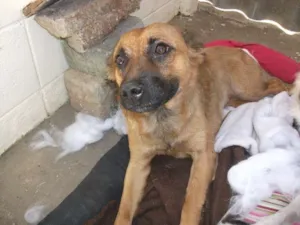 Cachorro raça SRD idade 1 ano nome Raposinha
