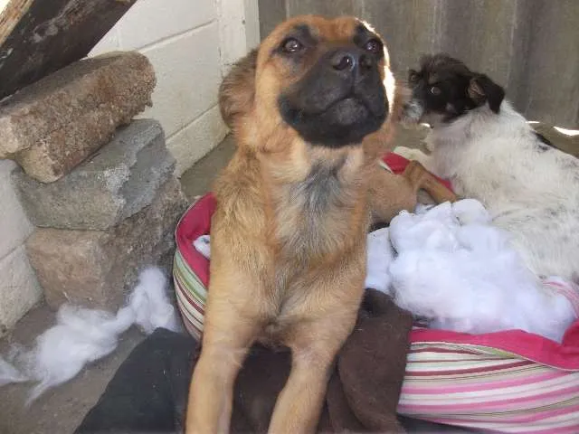Cachorro ra a SRD idade 1 ano nome Raposinha