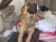 Raposinha