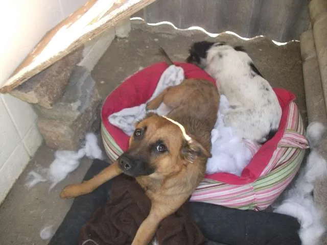Cachorro ra a SRD idade 1 ano nome Raposinha
