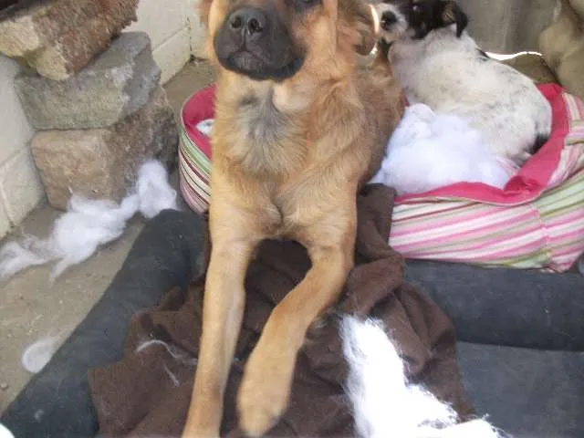 Cachorro ra a SRD idade 1 ano nome Raposinha