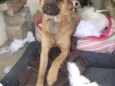 Raposinha