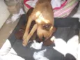 Raposinha
