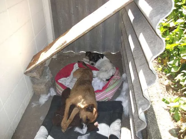 Cachorro ra a SRD idade 1 ano nome Raposinha
