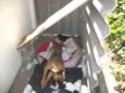 Raposinha