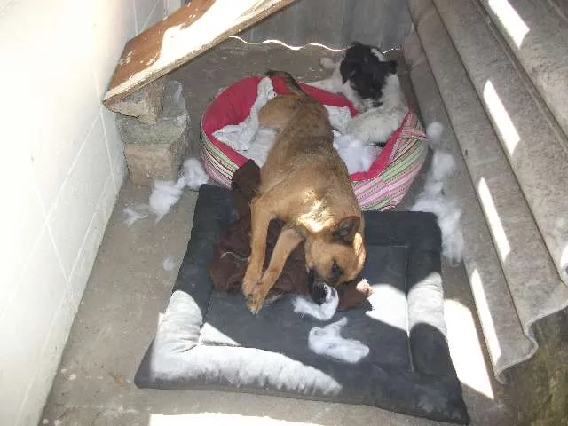 Cachorro ra a SRD idade 1 ano nome Raposinha