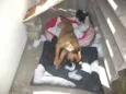 Raposinha