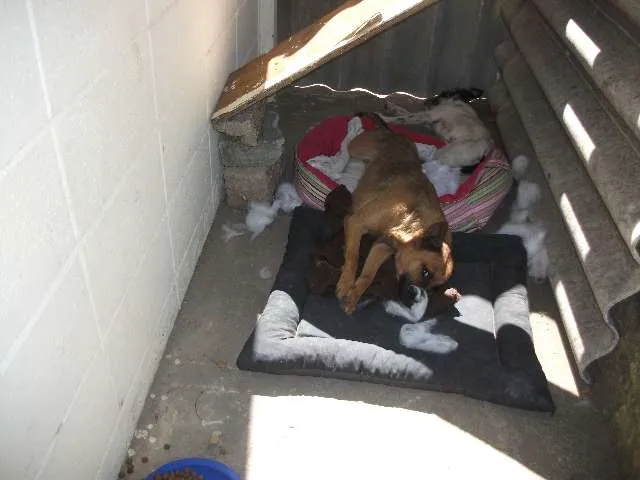Cachorro ra a SRD idade 1 ano nome Raposinha