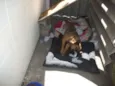 Raposinha
