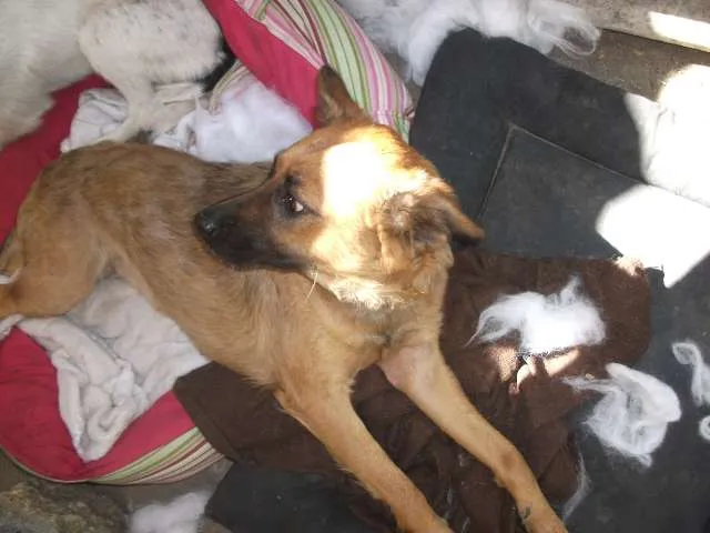 Cachorro ra a SRD idade 1 ano nome Raposinha