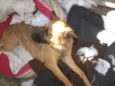 Raposinha