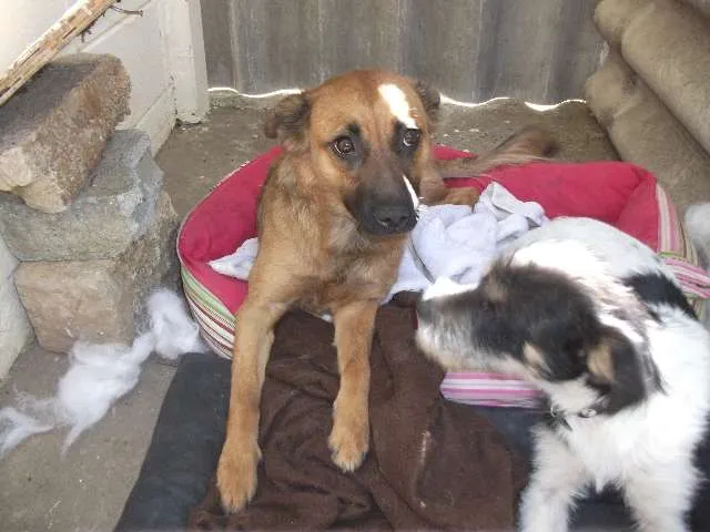 Cachorro ra a SRD idade 7 a 11 meses nome Raposa e Fiapo