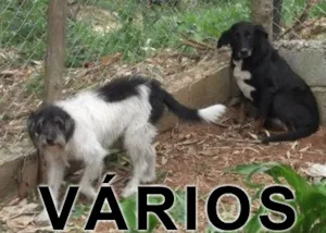 Cachorro raça Várias idade  nome Vários Recanto Cãoz
