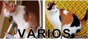 Gato raça Várias idade  nome Vários SOS Gatinhos