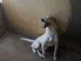 Mili