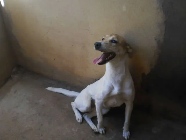 Cachorro ra a SRD idade 2 anos nome Mili