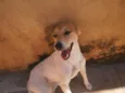Mili