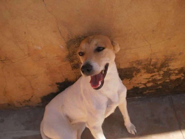 Cachorro ra a SRD idade 2 anos nome Mili